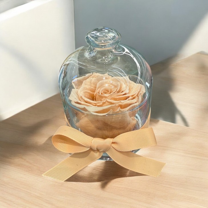 Cloche - Dome with a peach-colored rose