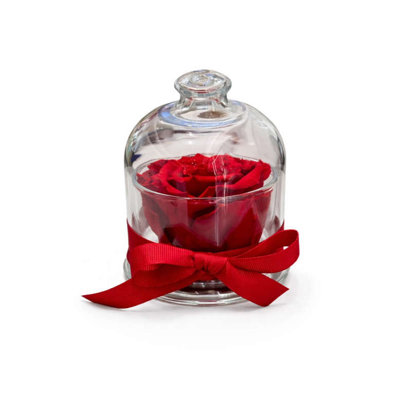 Cloche - Dome with a red rose