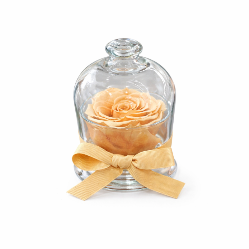 Cloche - Dome with a peach-colored rose