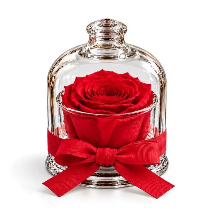 Cloche - Dome with a red rose