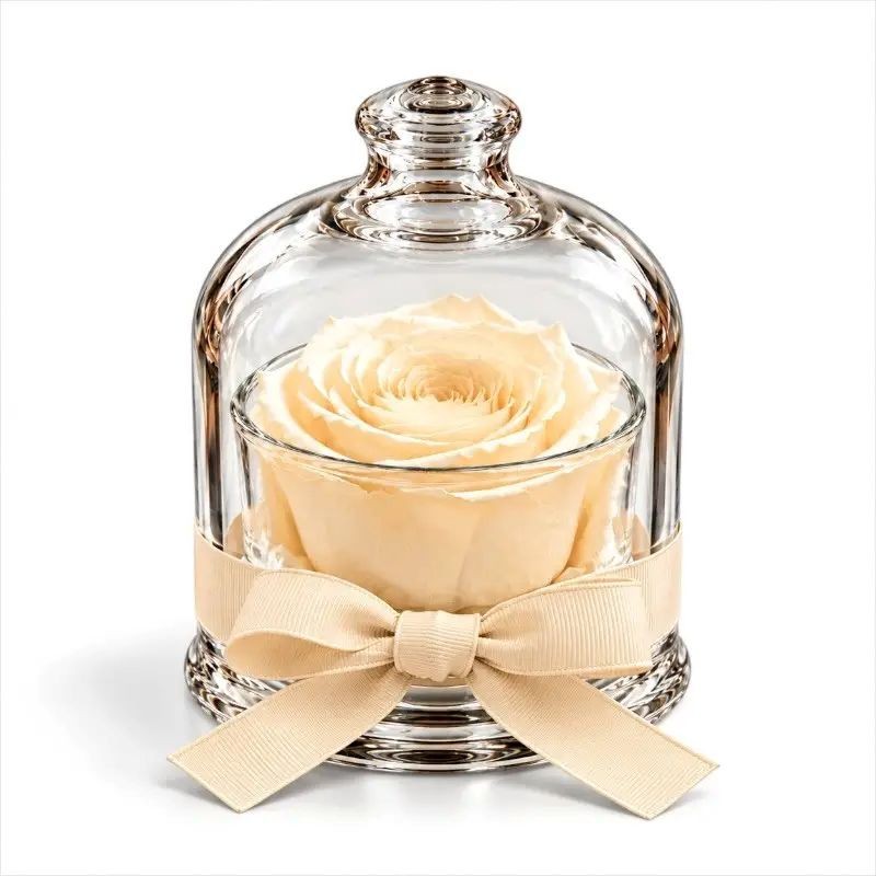 Cloche - Dome with a cream-colored rose
