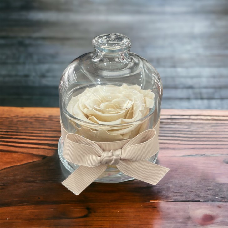 Cloche - Dome with a cream-colored rose