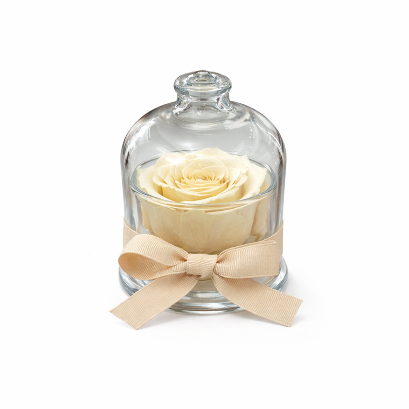 Cloche - Campana con rosa color crema